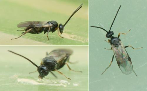 Réf. 234 583 : Microgastrinae inconnu